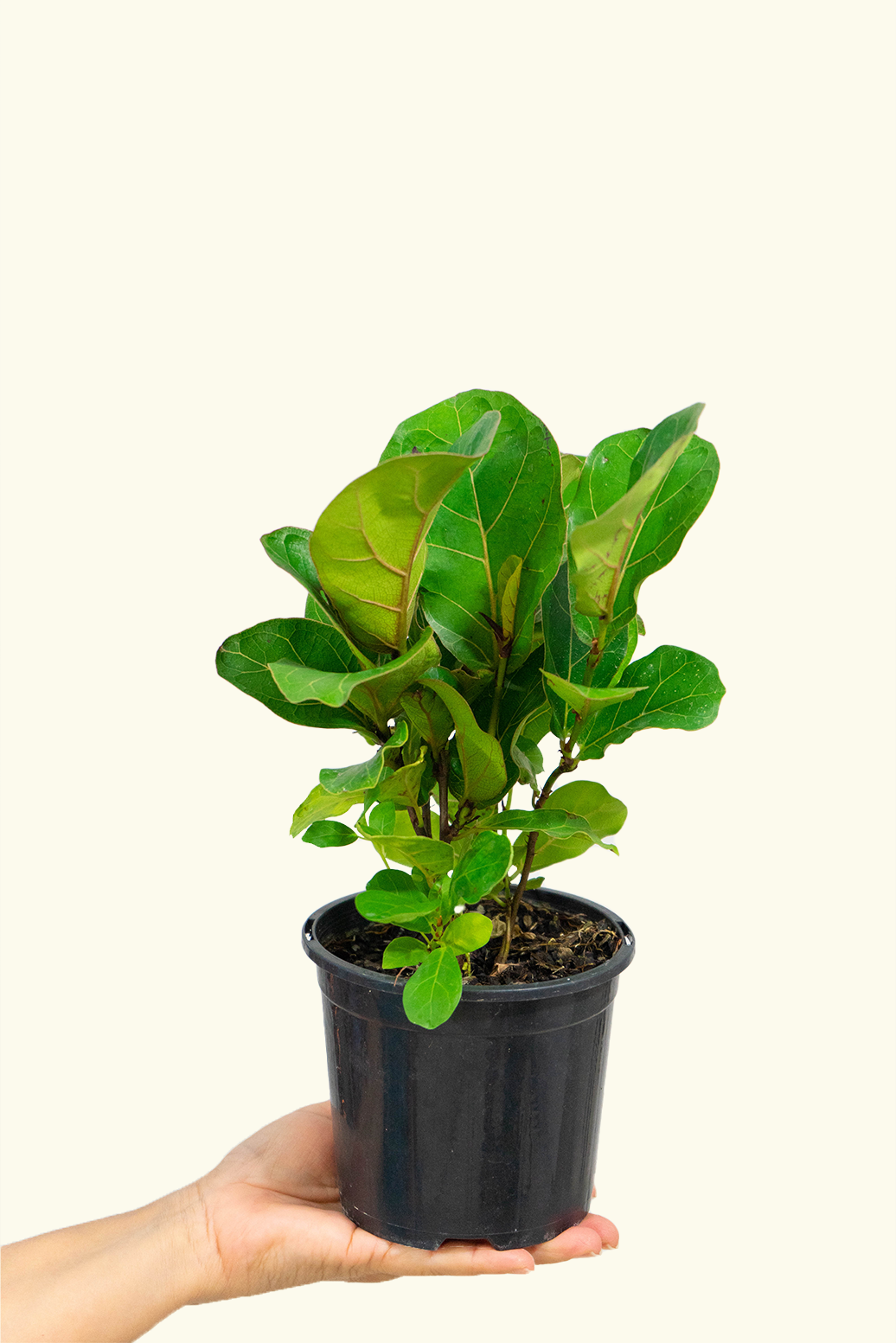 Ficus Lyrata Bambino - View 18 from www redcrocus com