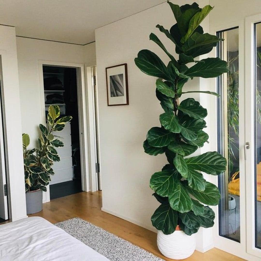 Ficus Lyrata Bambino - View 18 from www redcrocus com