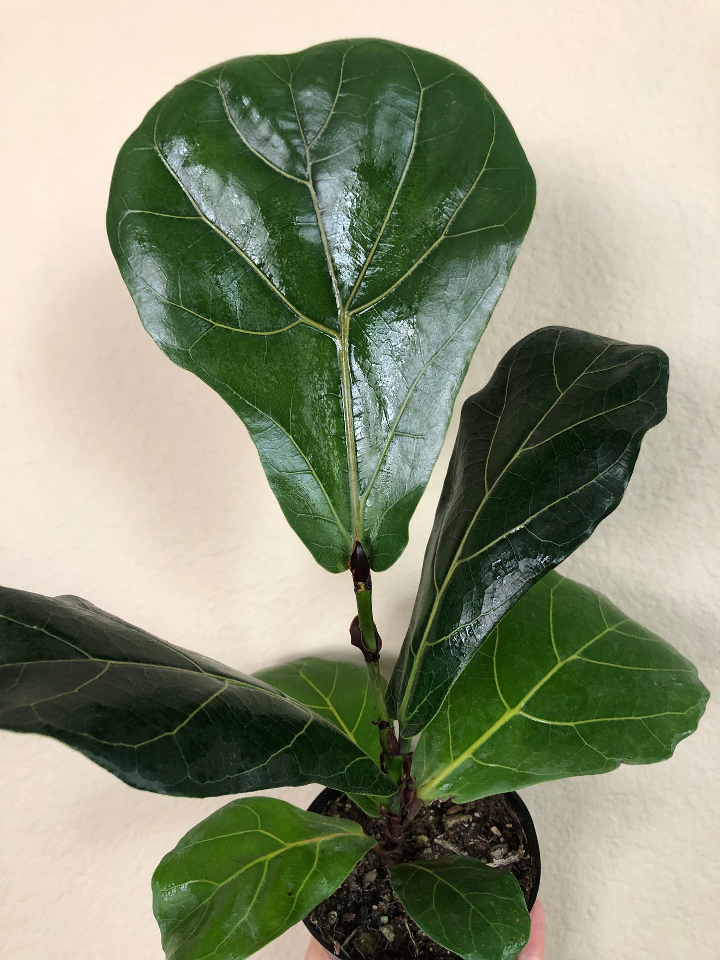 Ficus Lyrata Bambino - View 19 from www redcrocus com