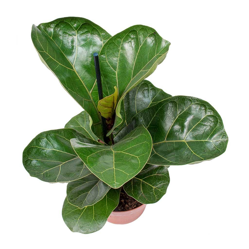 Ficus Lyrata Bambino - View 1 from www redcrocus com