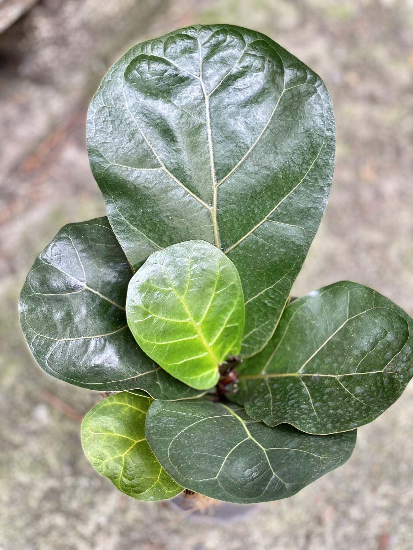 Ficus Lyrata Bambino - View 20 from www redcrocus com