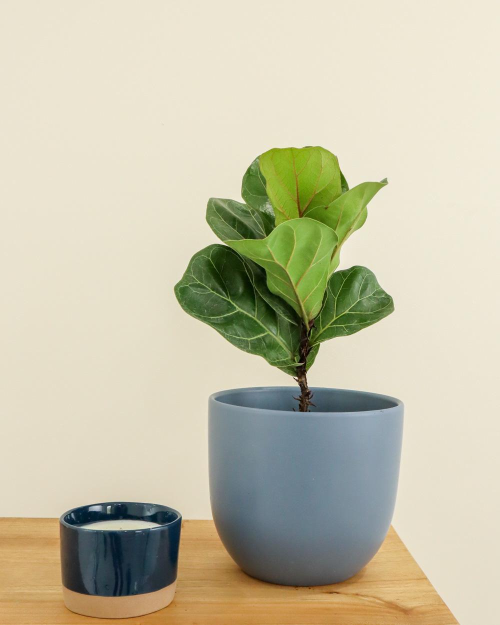 Ficus Lyrata Bambino - View 2 from www redcrocus com