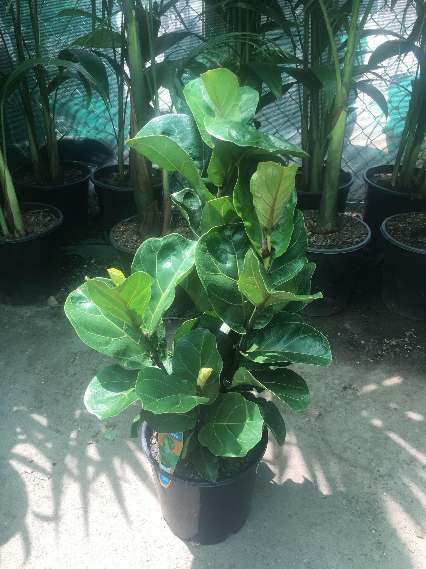 Ficus Lyrata Bambino - View 3 from www redcrocus com
