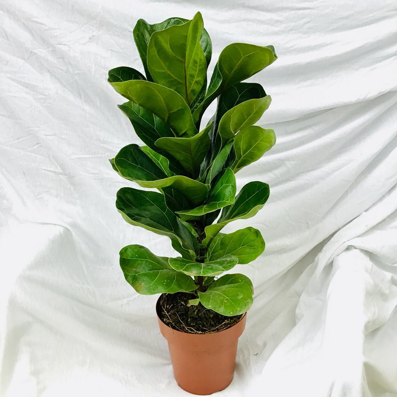 Ficus Lyrata Bambino - View 4 from www redcrocus com