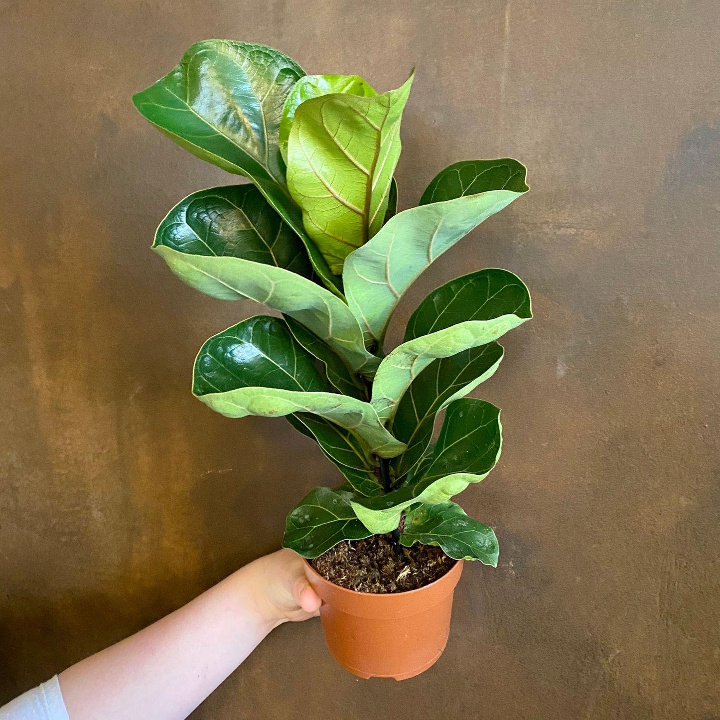 Ficus Lyrata Bambino - View 5 from www redcrocus com