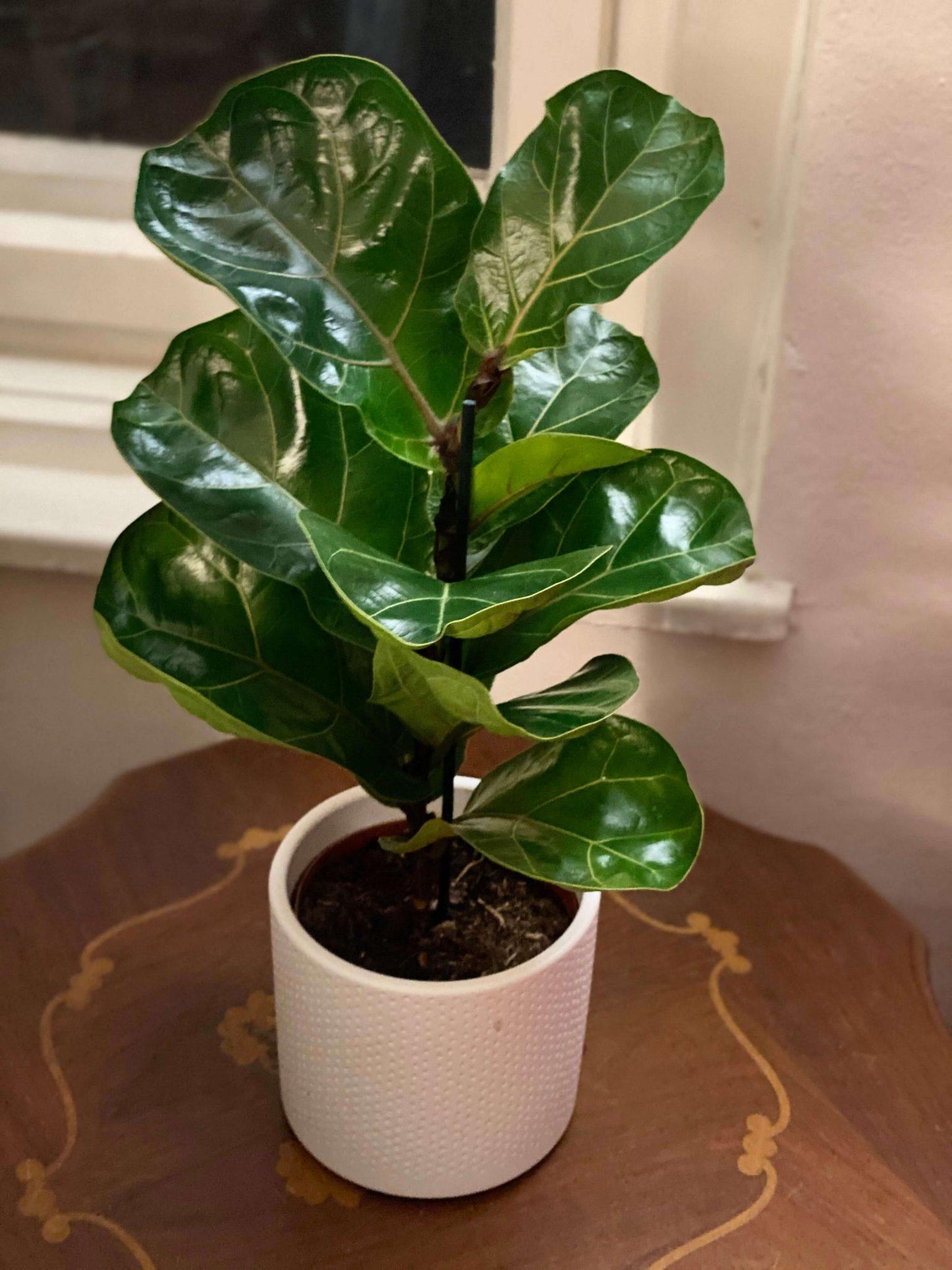 Ficus Lyrata Bambino - View 6 from www redcrocus com