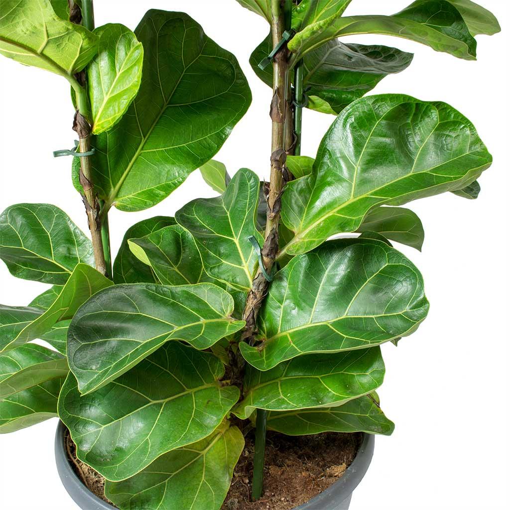 Ficus Lyrata Bambino - View 7 from www redcrocus com