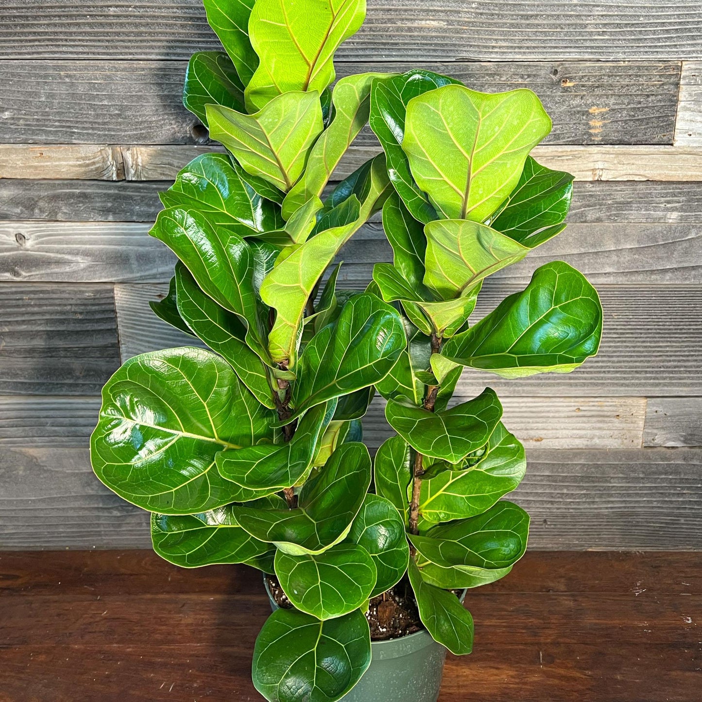 Ficus Lyrata Bambino - View 9 from www redcrocus com