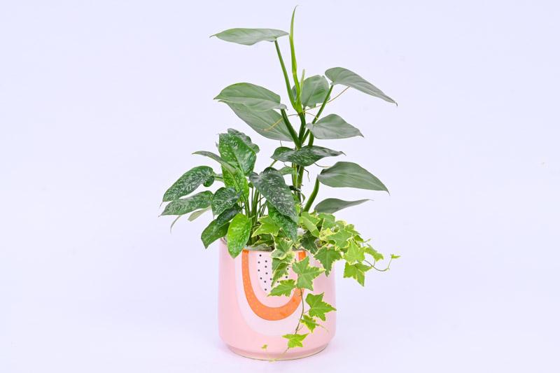 Philodendron 'silver Sword' - View 24 from www redcrocus com