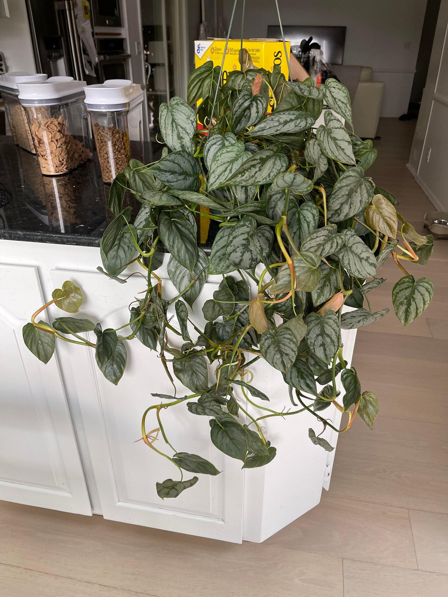 Philodendron 'brandi' - View 24 from www redcrocus com
