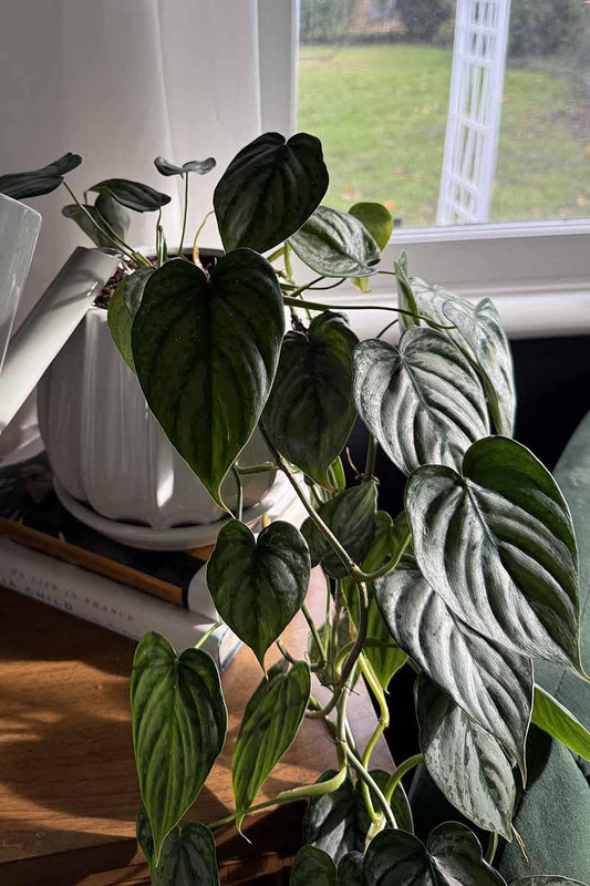 Philodendron 'brandi' - View 30 from www redcrocus com