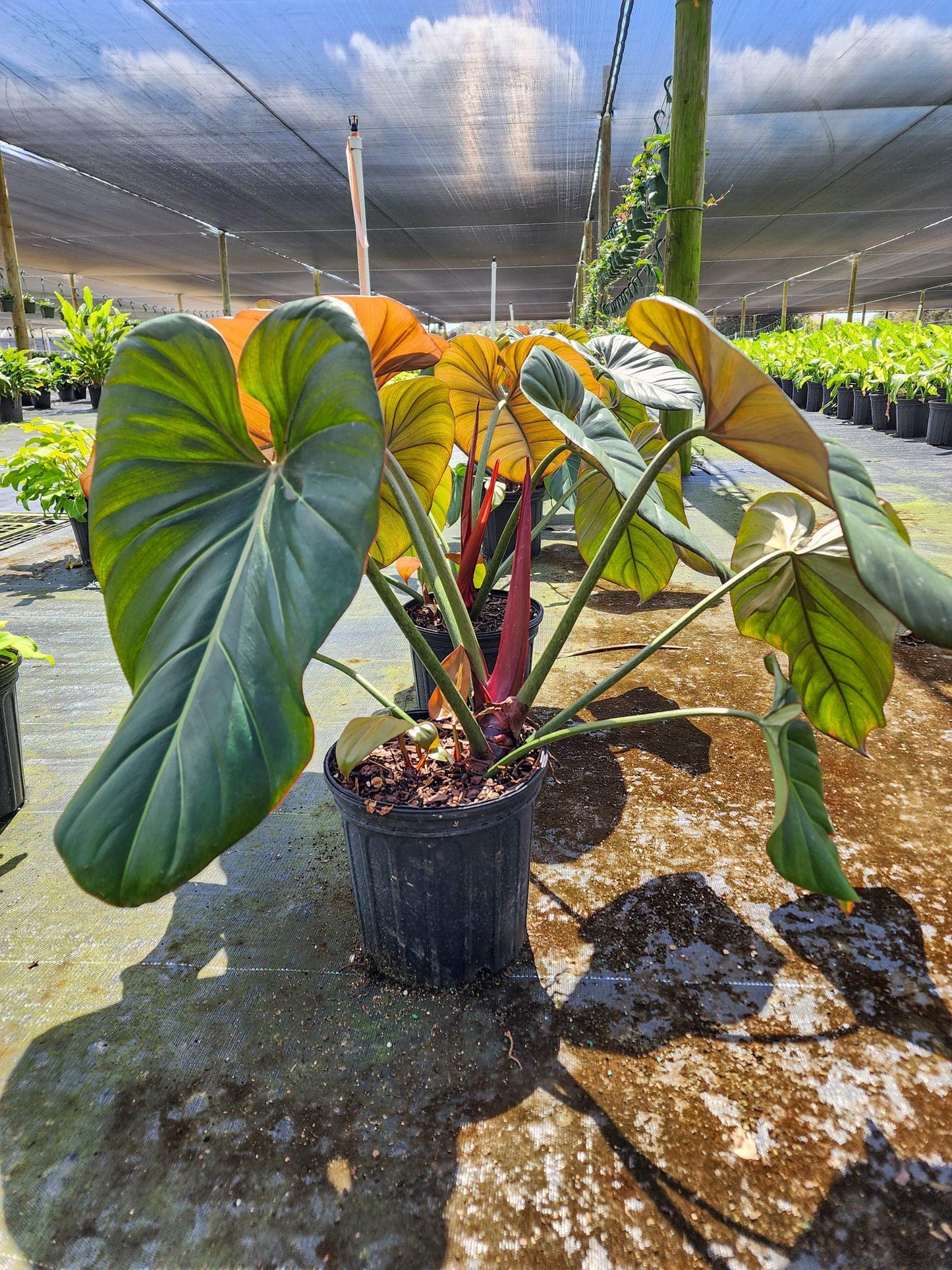 Philodendron Summer Glory - View 10 from www redcrocus com