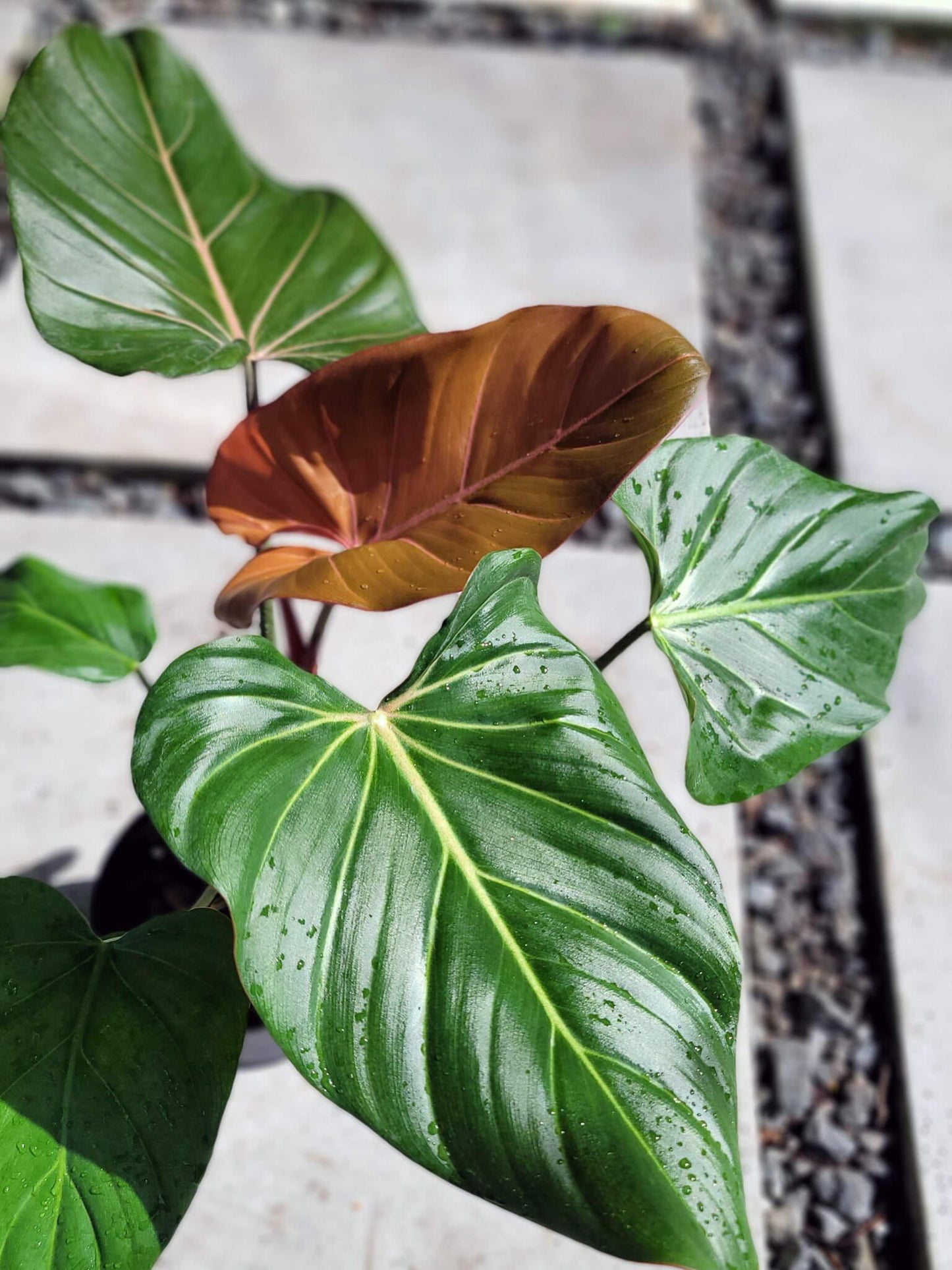 Philodendron Summer Glory - View 11 from www redcrocus com