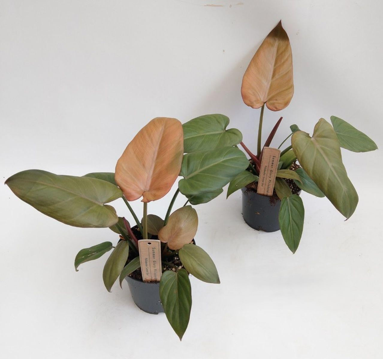 Philodendron Summer Glory - View 12 from www redcrocus com