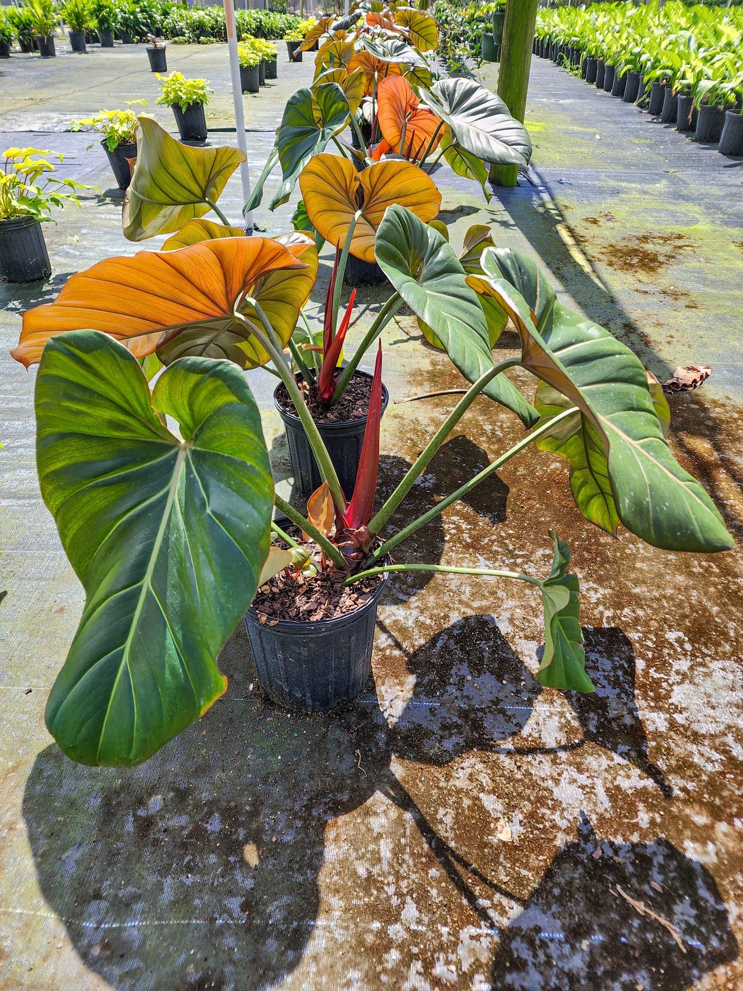 Philodendron Summer Glory - View 13 from www redcrocus com