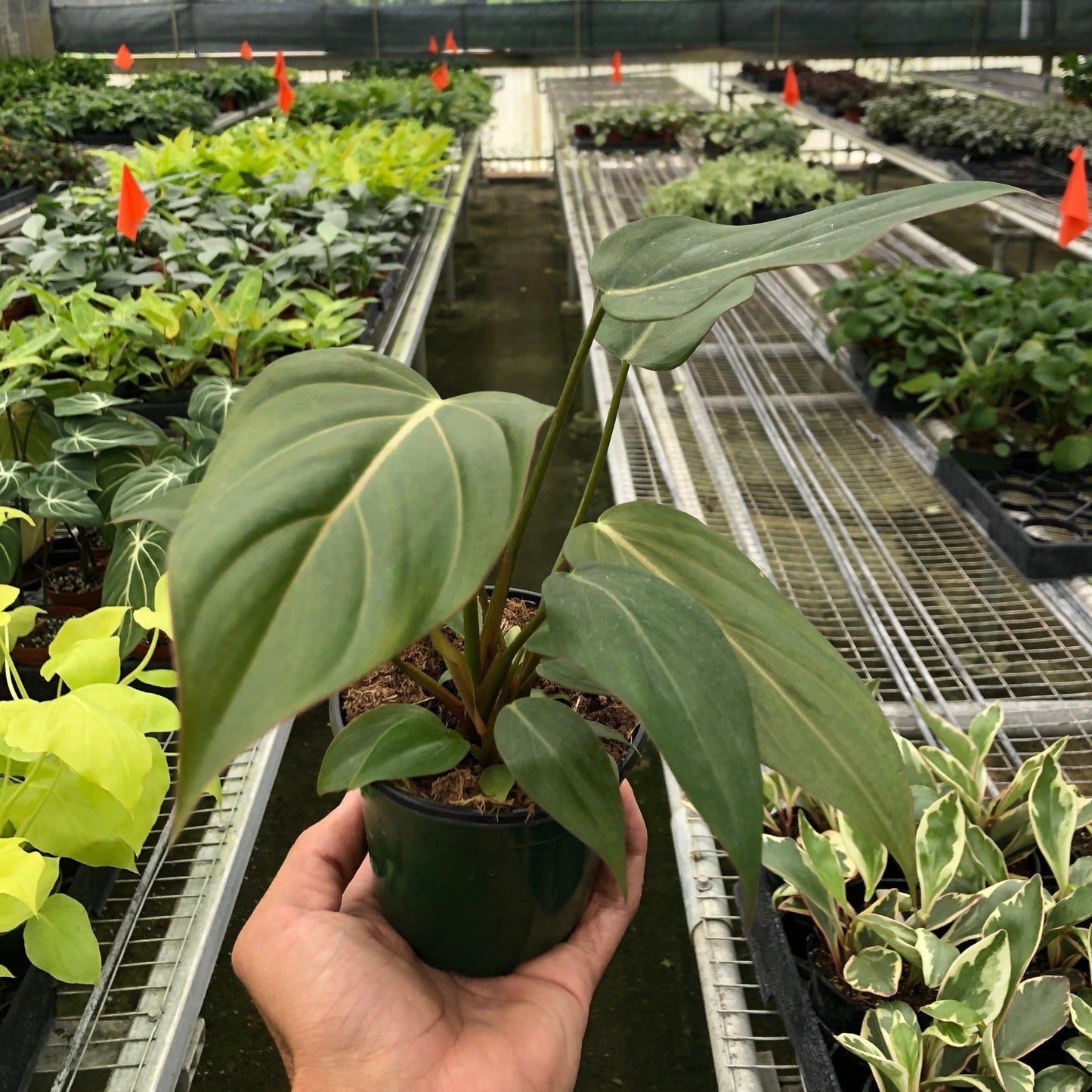 Philodendron Summer Glory - View 14 from www redcrocus com