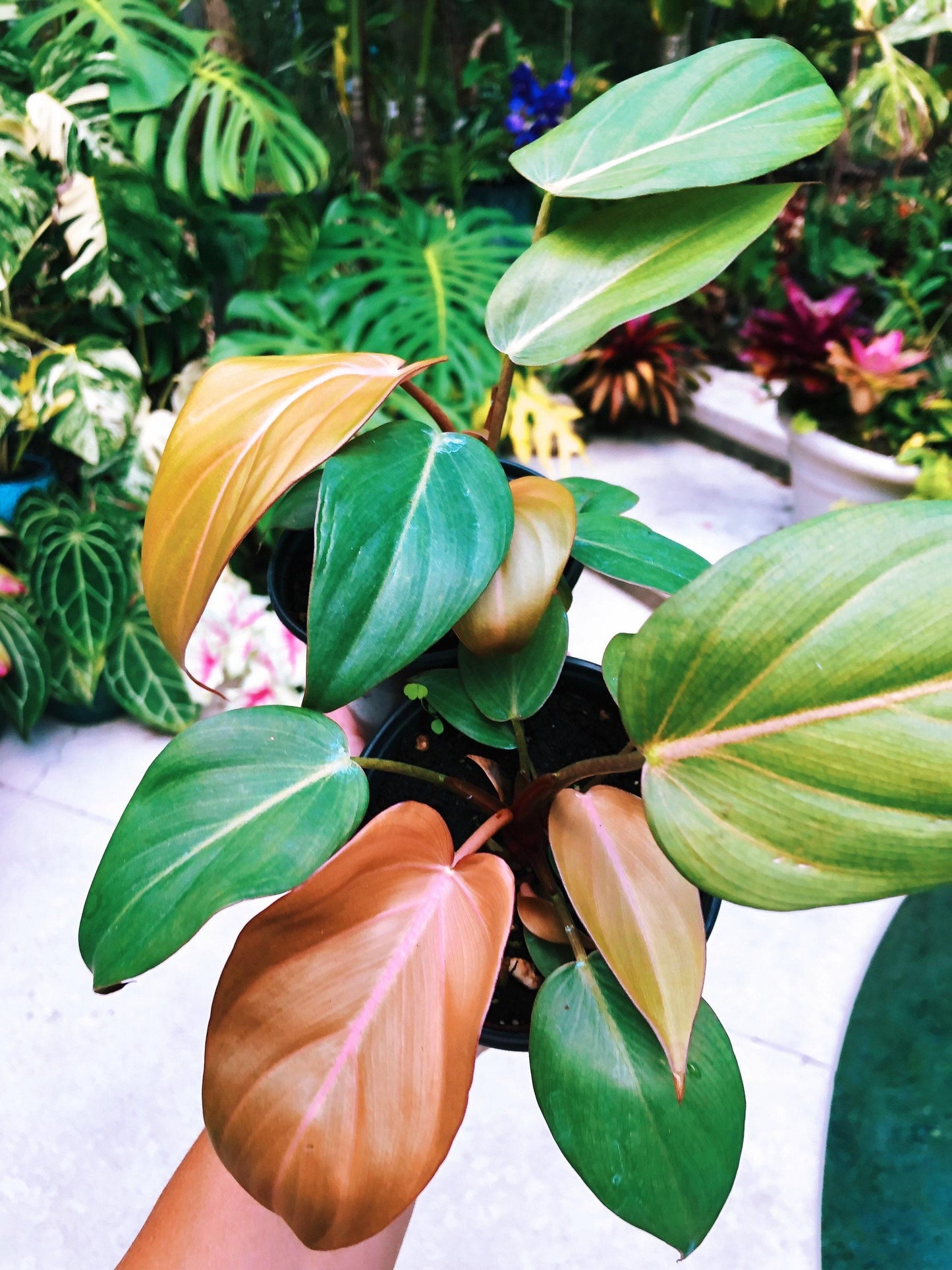 Philodendron Summer Glory - View 15 from www redcrocus com