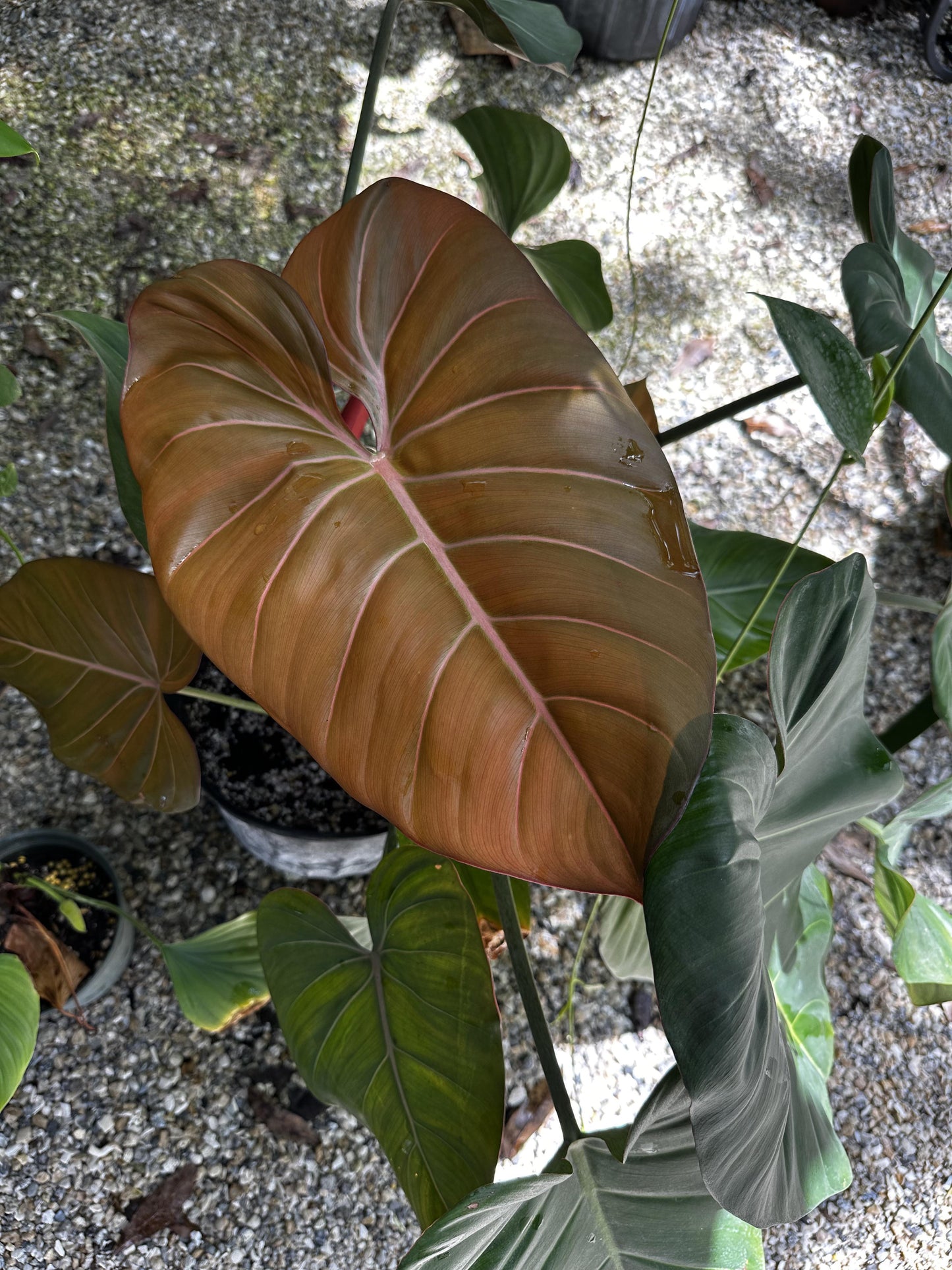 Philodendron Summer Glory - View 16 from www redcrocus com