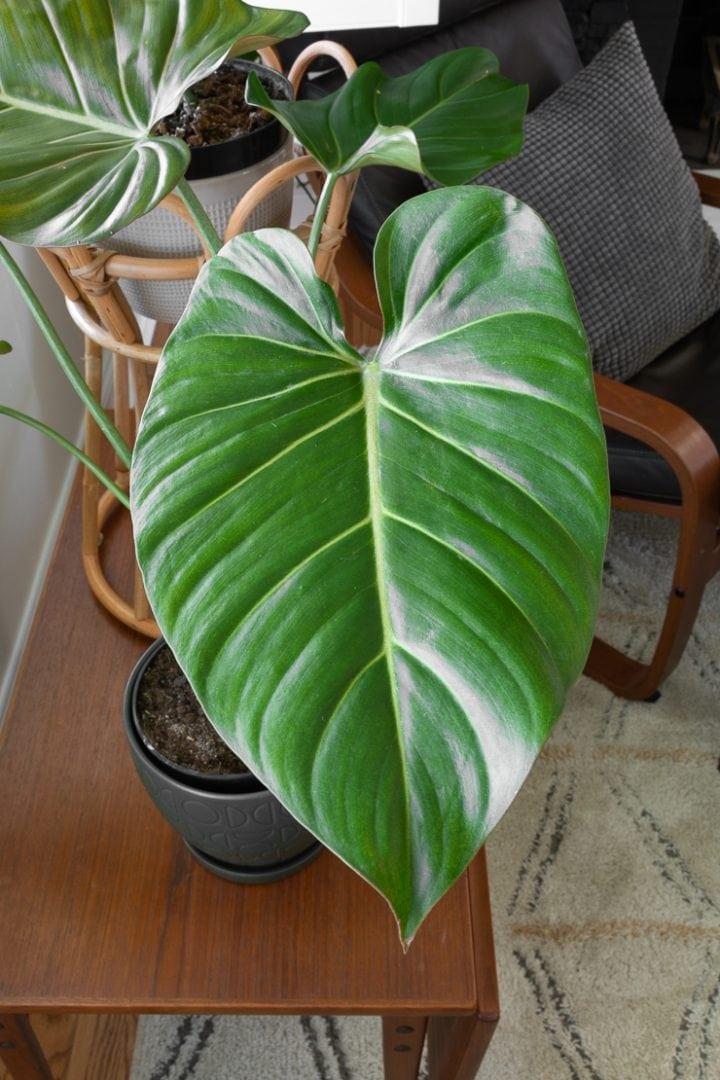 Philodendron Summer Glory - View 17 from www redcrocus com