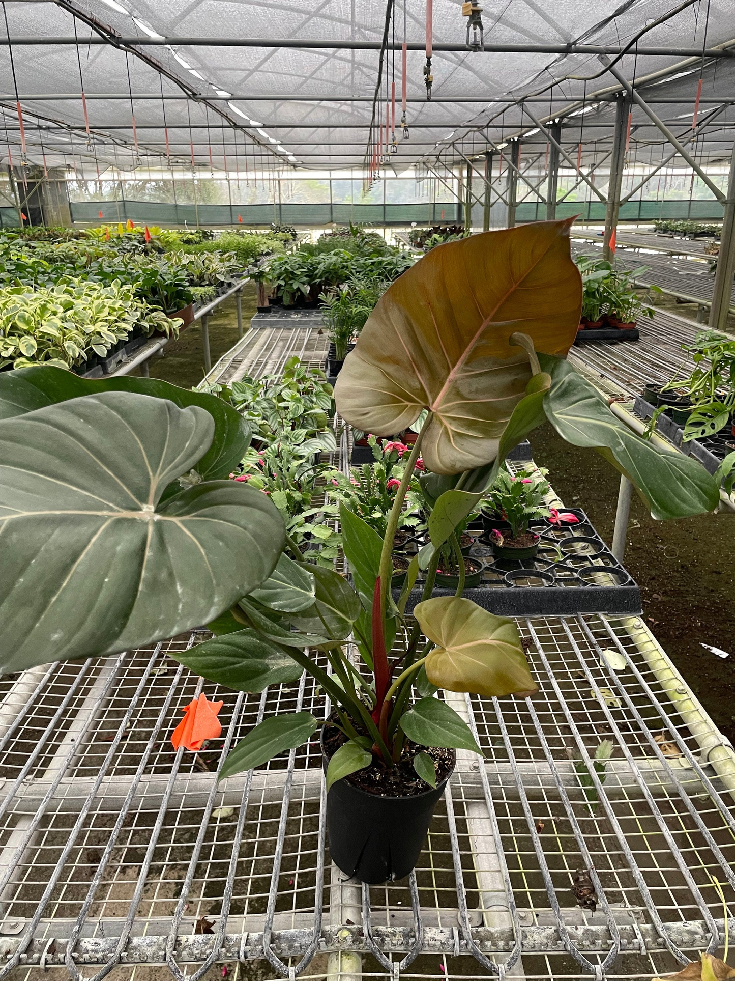Philodendron Summer Glory - View 17 from www redcrocus com