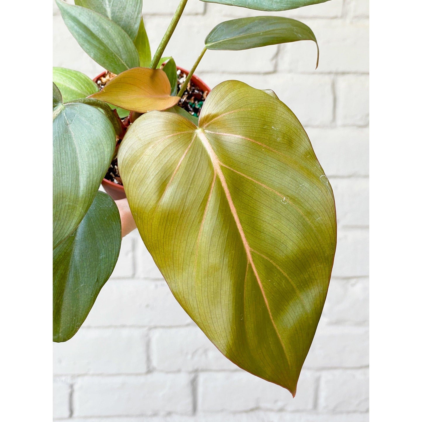 Philodendron Summer Glory - View 18 from www redcrocus com