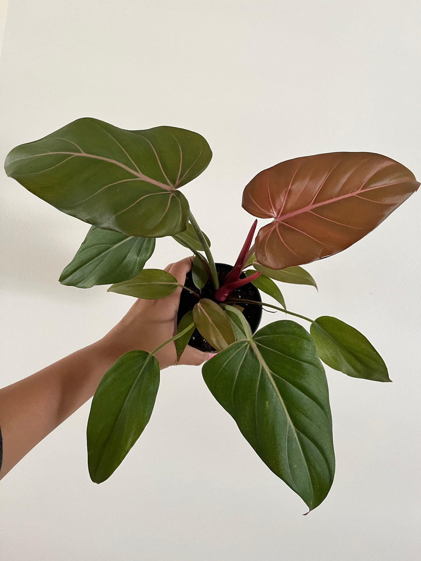 Philodendron Summer Glory - View 19 from www redcrocus com
