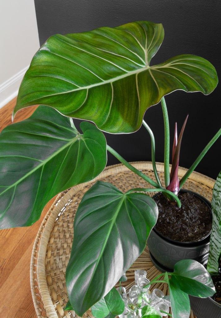 Philodendron Summer Glory - View 1 from www redcrocus com
