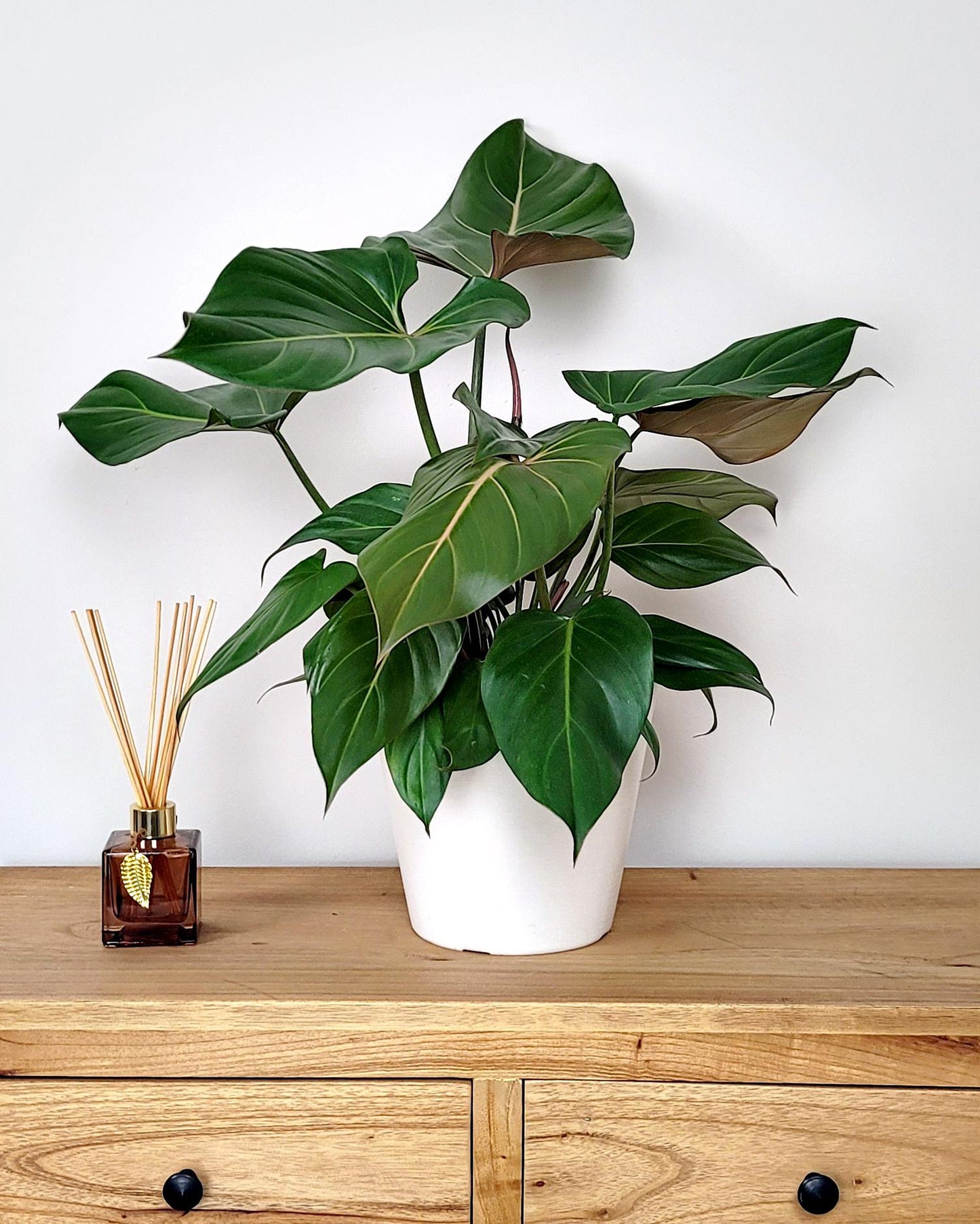Philodendron Summer Glory - View 20 from www redcrocus com