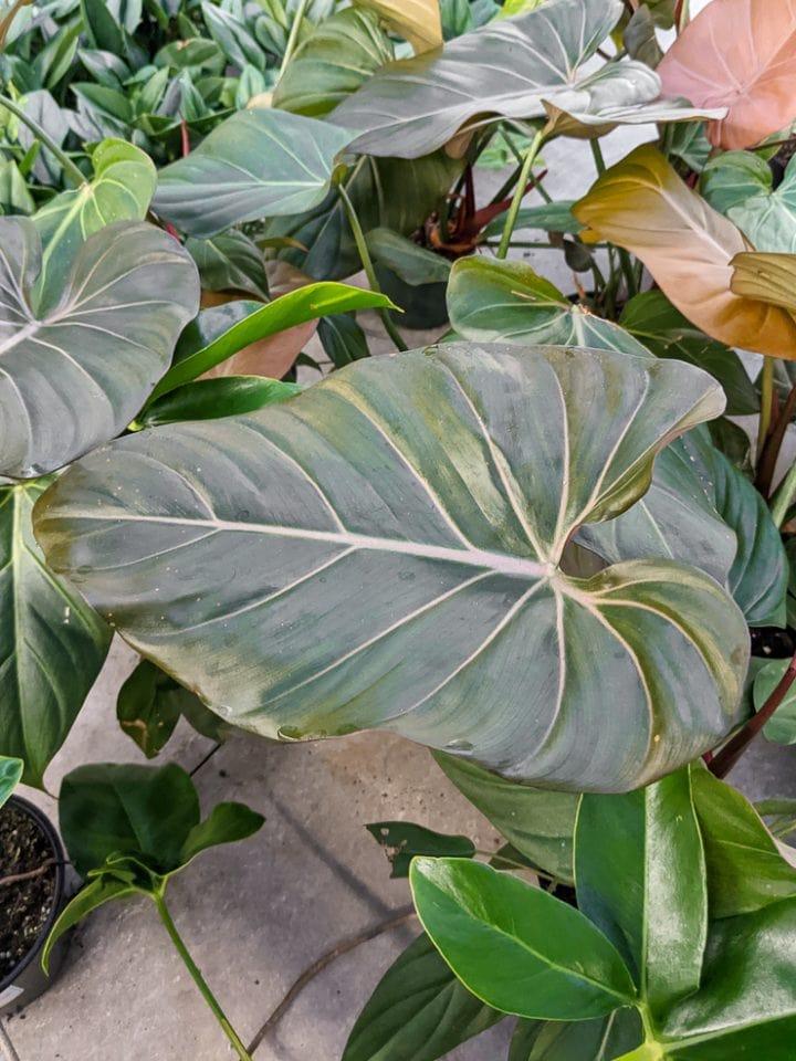 Philodendron Summer Glory - View 2 from www redcrocus com