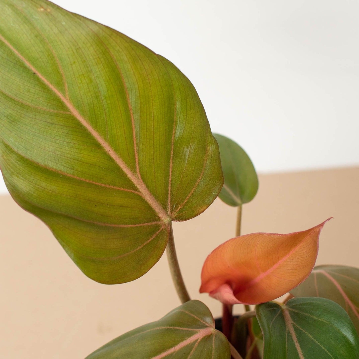 Philodendron Summer Glory - View 3 from www redcrocus com