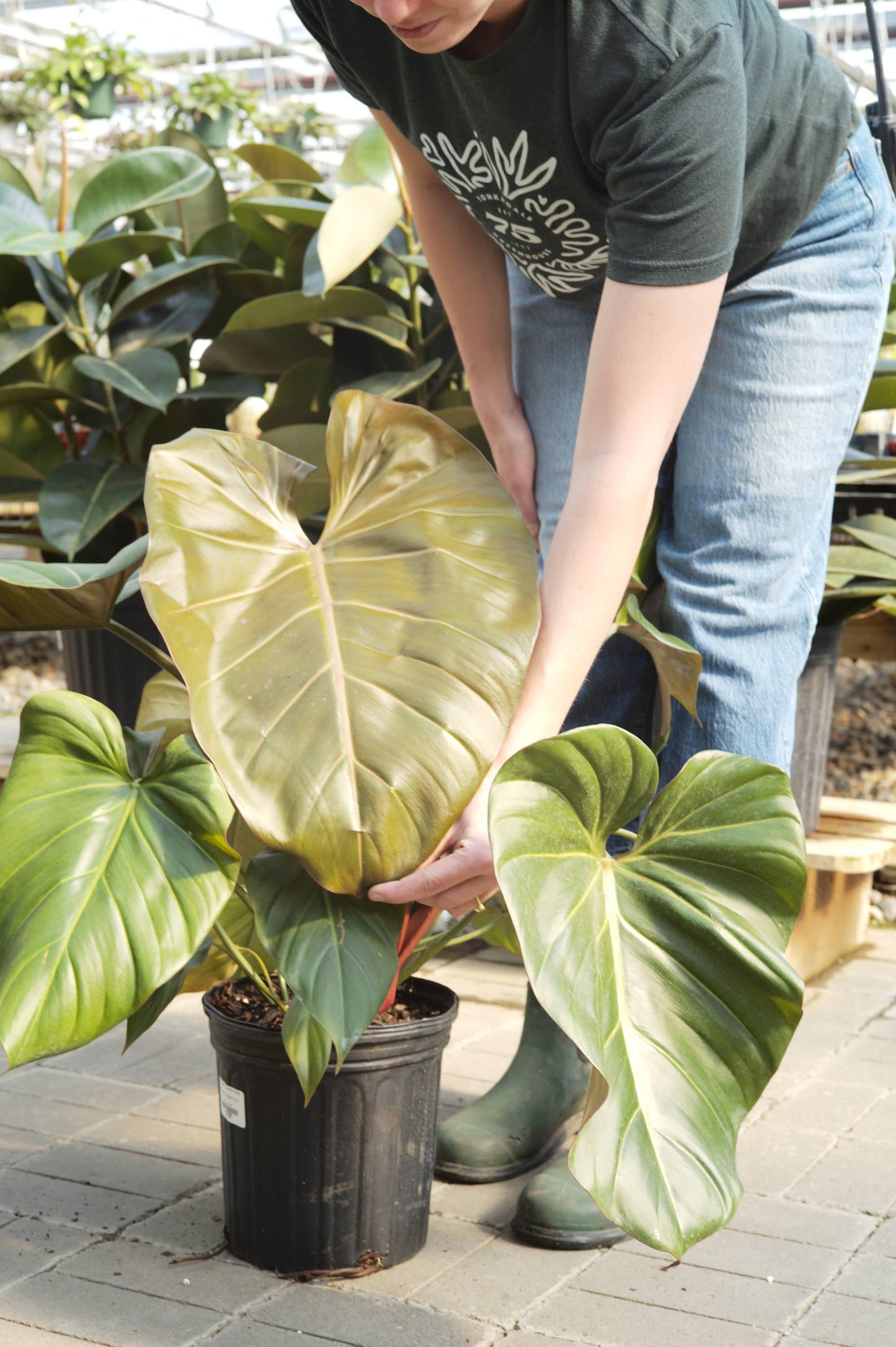 Philodendron Summer Glory - View 4 from www redcrocus com
