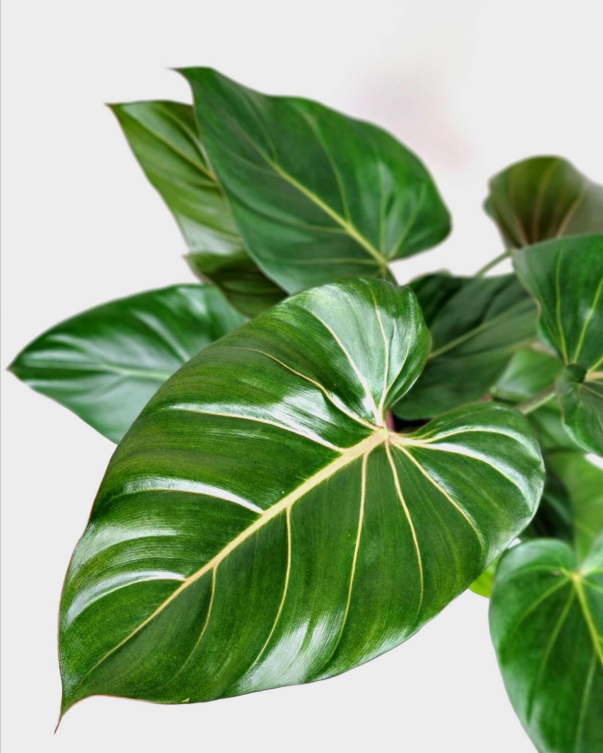 Philodendron Summer Glory - View 5 from www redcrocus com