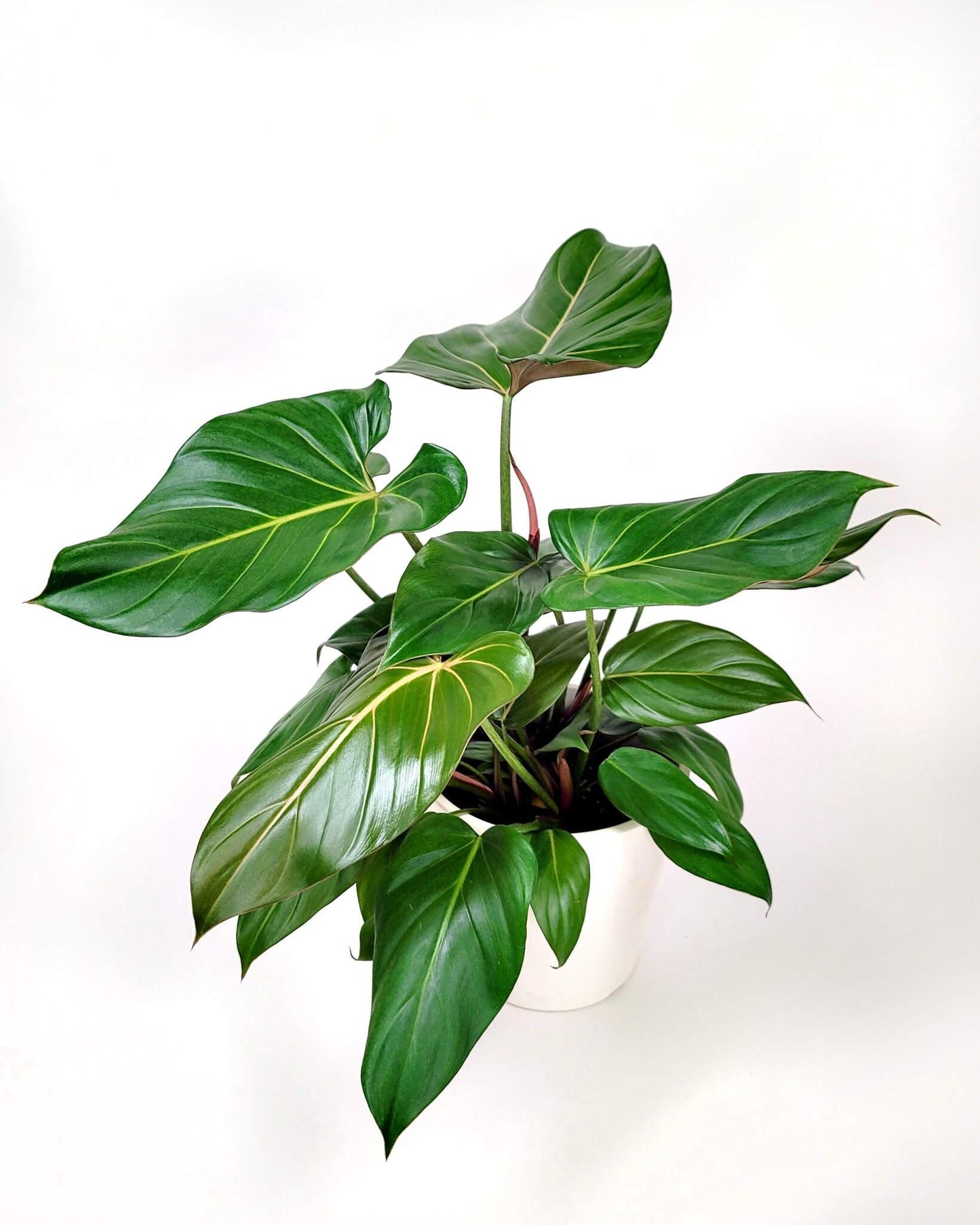 Philodendron Summer Glory - View 6 from www redcrocus com