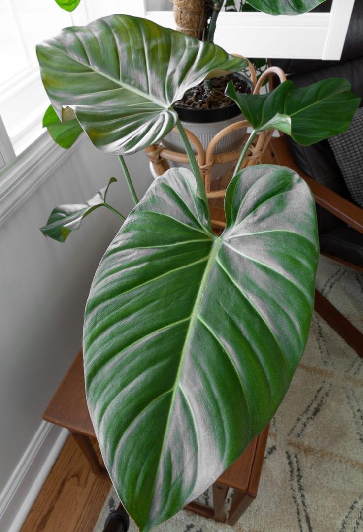 Philodendron Summer Glory - View 7 from www redcrocus com