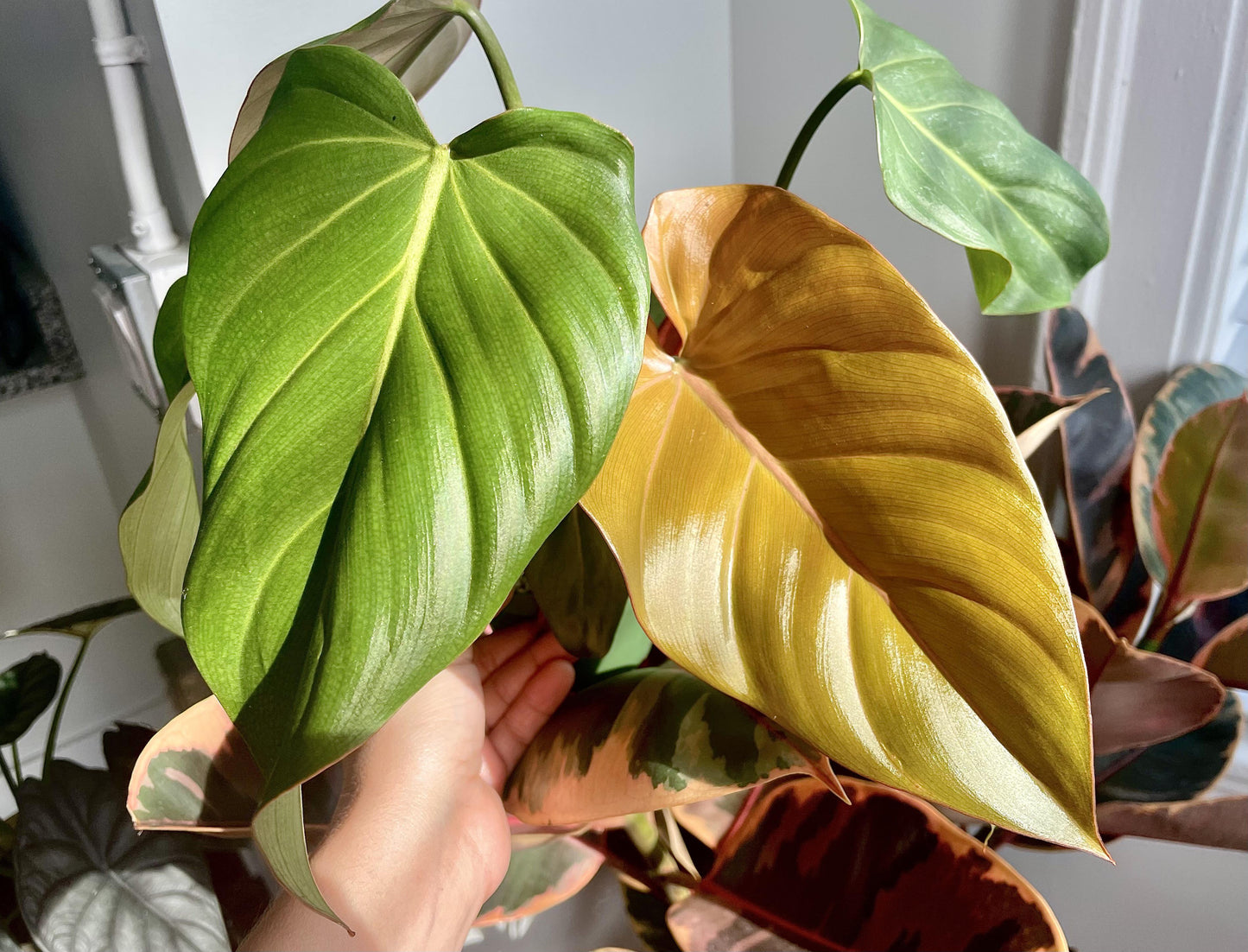 Philodendron Summer Glory - View 8 from www redcrocus com