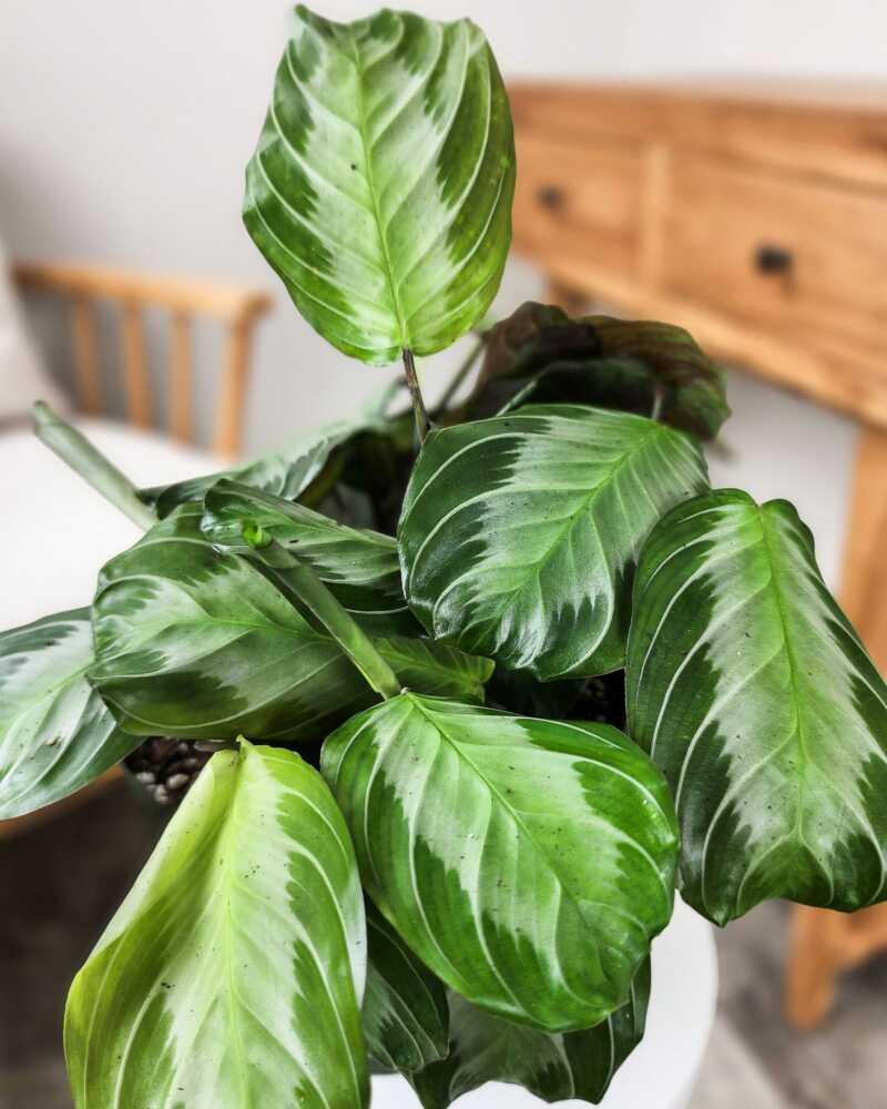Maranta 'silver Band' - View 10 from www redcrocus com