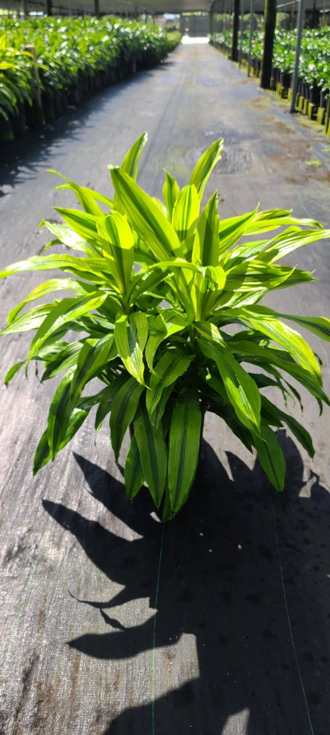 Dracaena Kristi Bush - View 9 from www redcrocus com