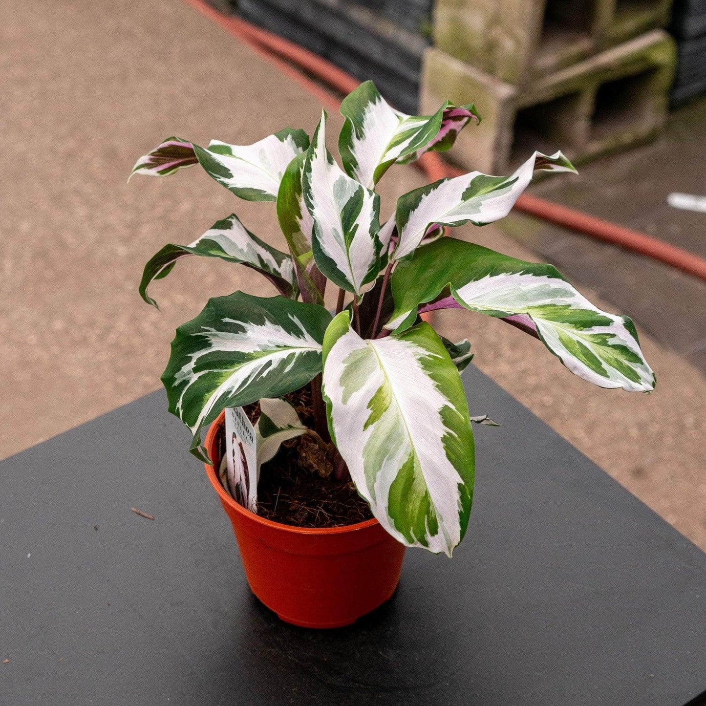 Calathea Stella - View 10 from www redcrocus com