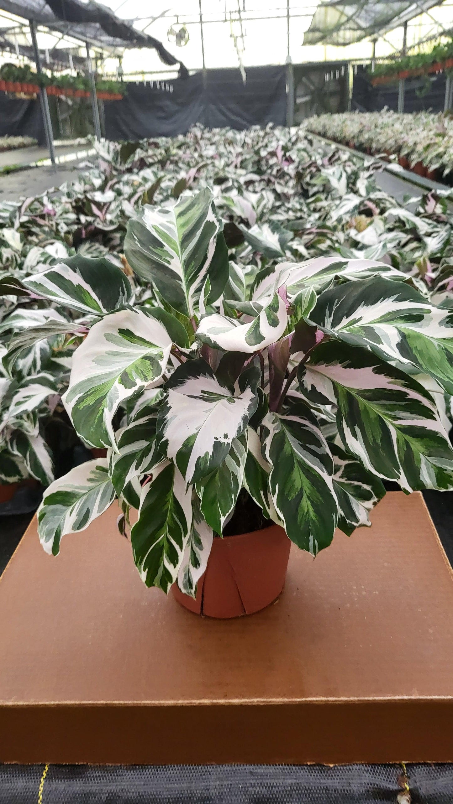 Calathea Stella - View 11 from www redcrocus com