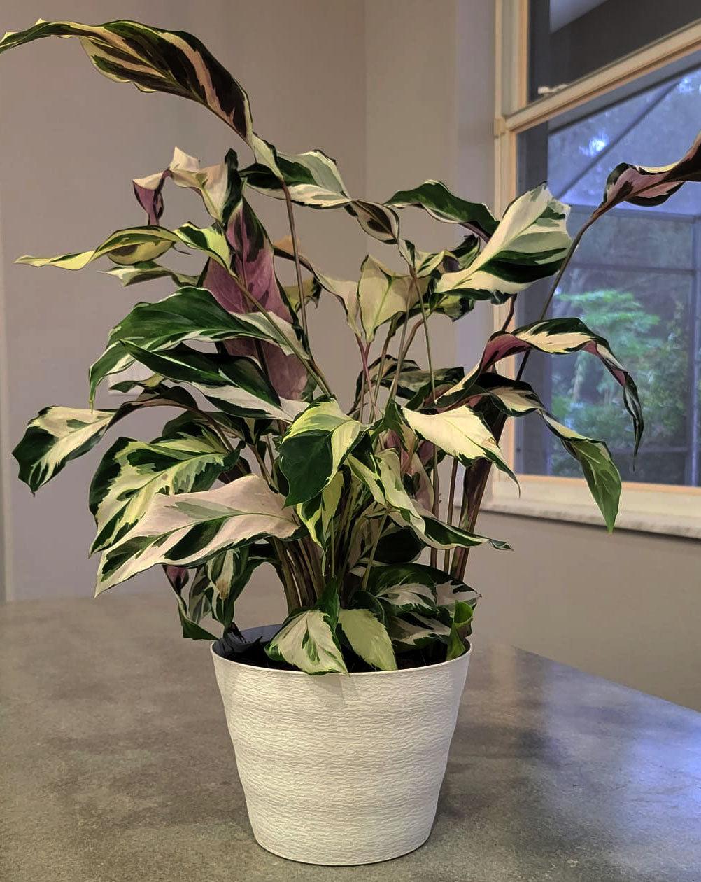 Calathea Stella - View 13 from www redcrocus com