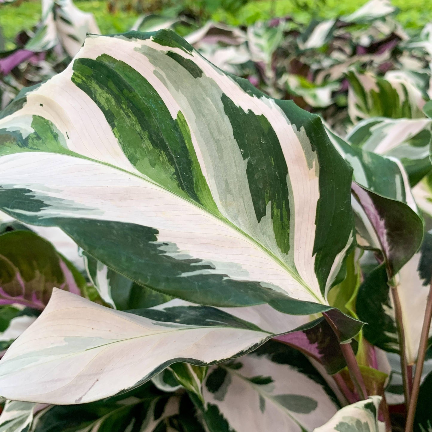 Calathea Stella - View 14 from www redcrocus com