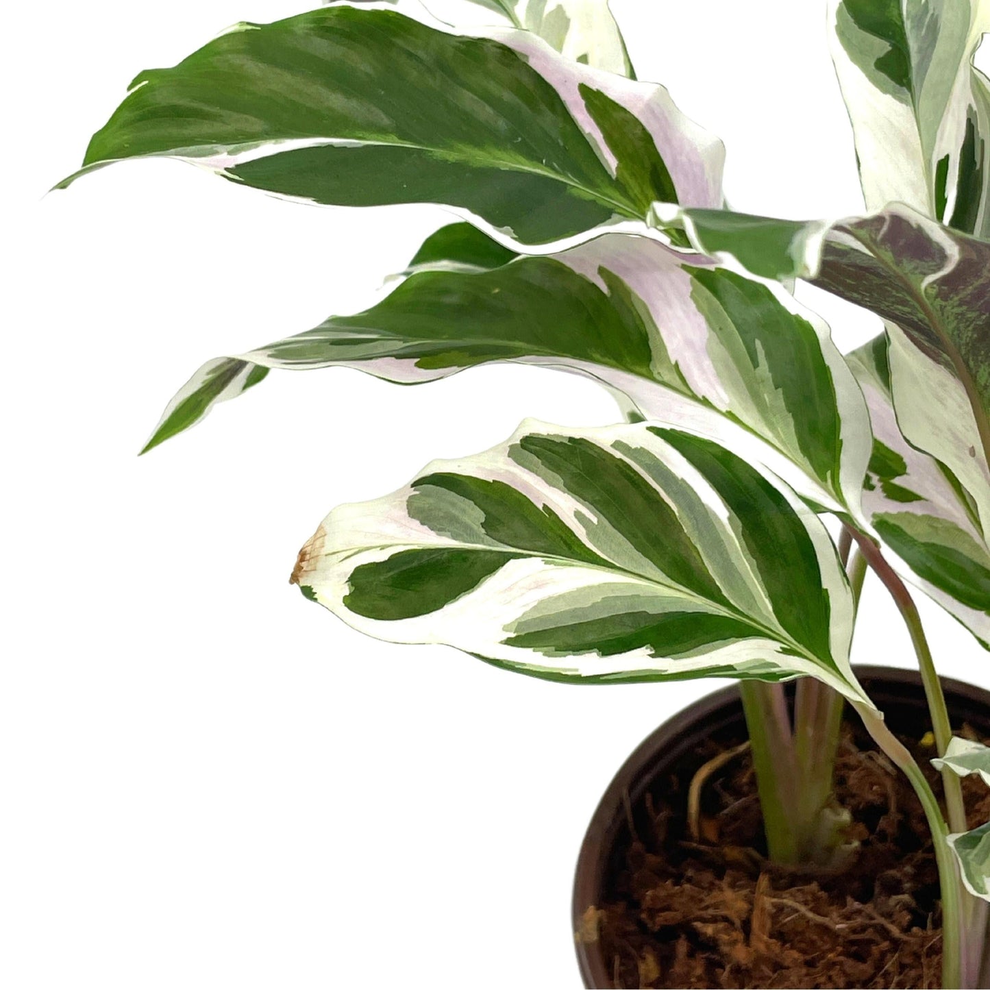 Calathea Stella - View 16 from www redcrocus com