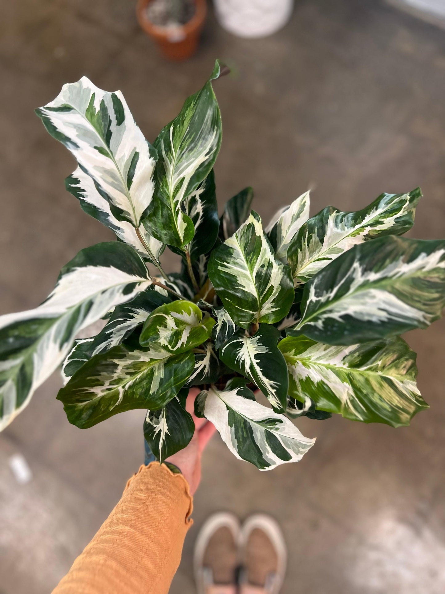Calathea Stella - View 17 from www redcrocus com