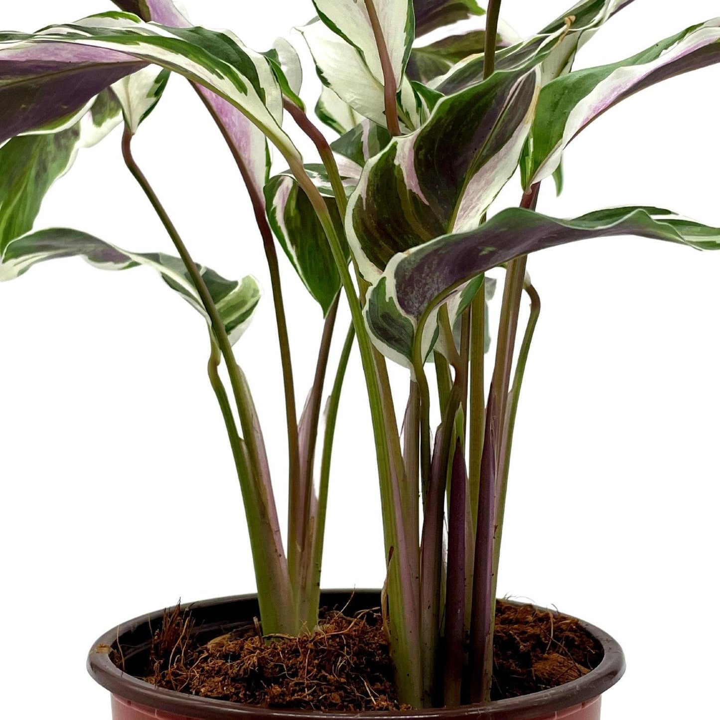 Calathea Stella - View 18 from www redcrocus com