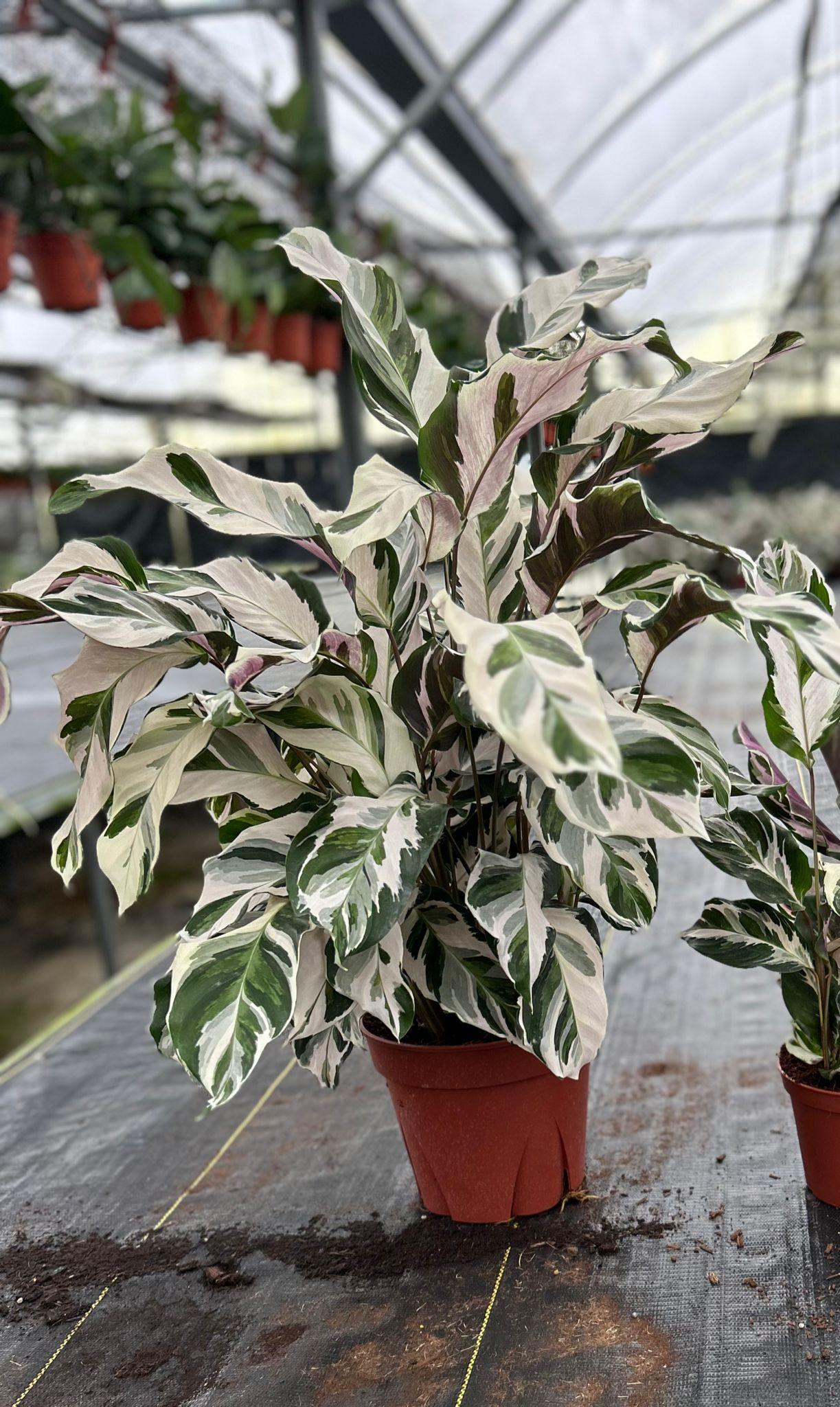 Calathea Stella - View 19 from www redcrocus com