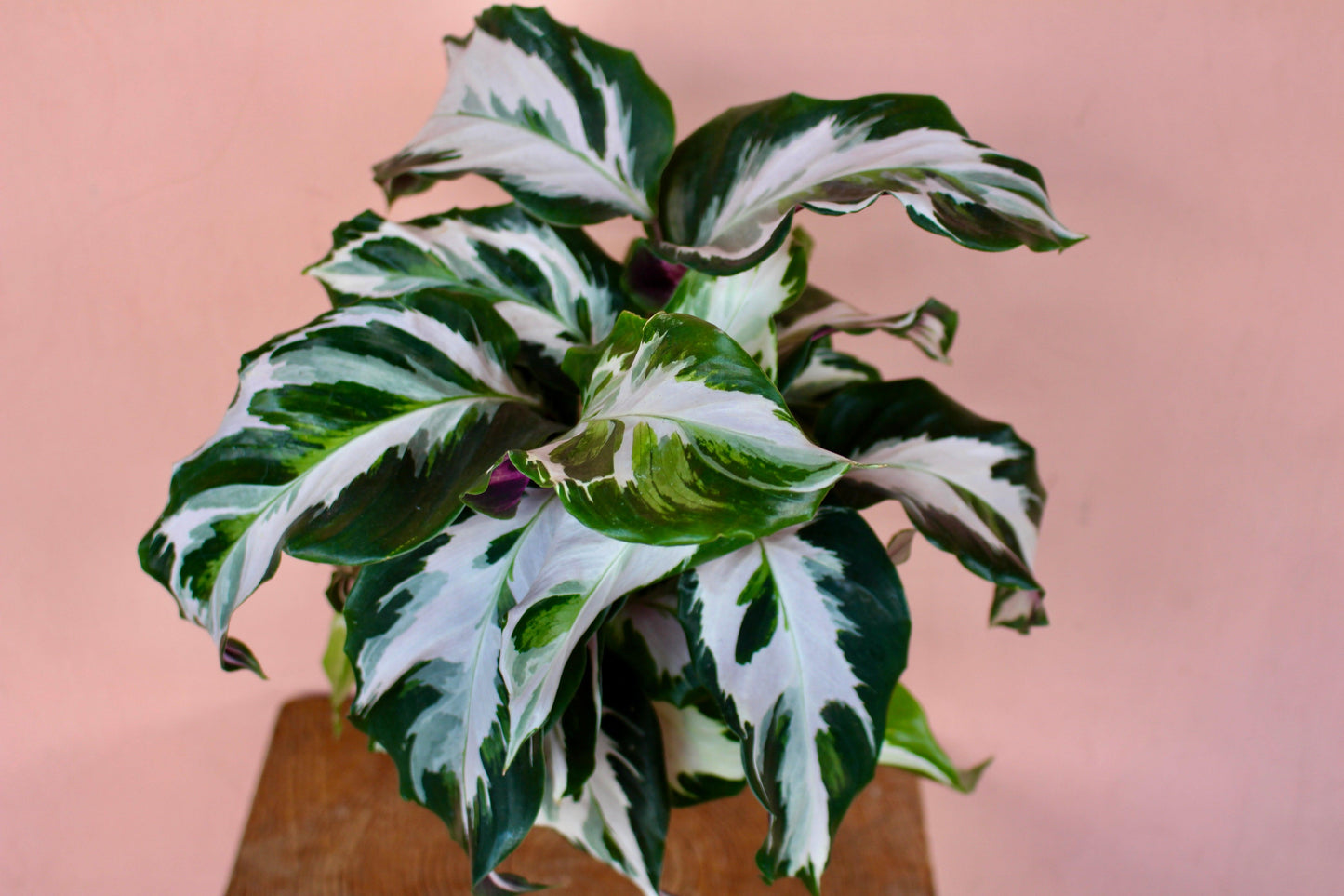 Calathea Stella - View 1 from www redcrocus com