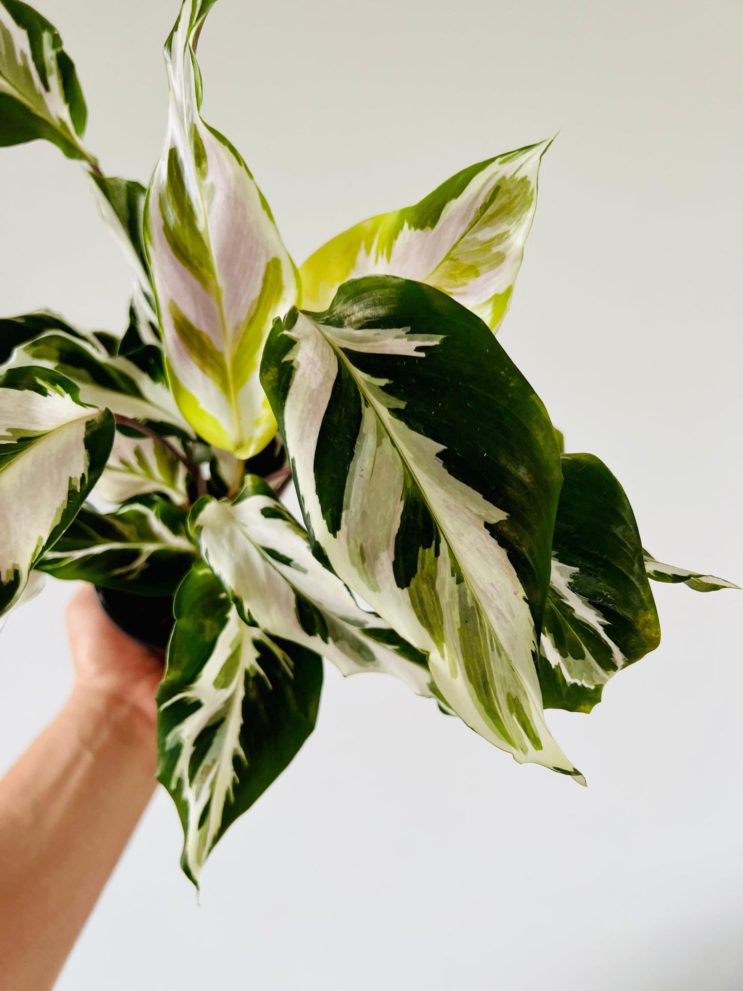 Calathea Stella - View 2 from www redcrocus com