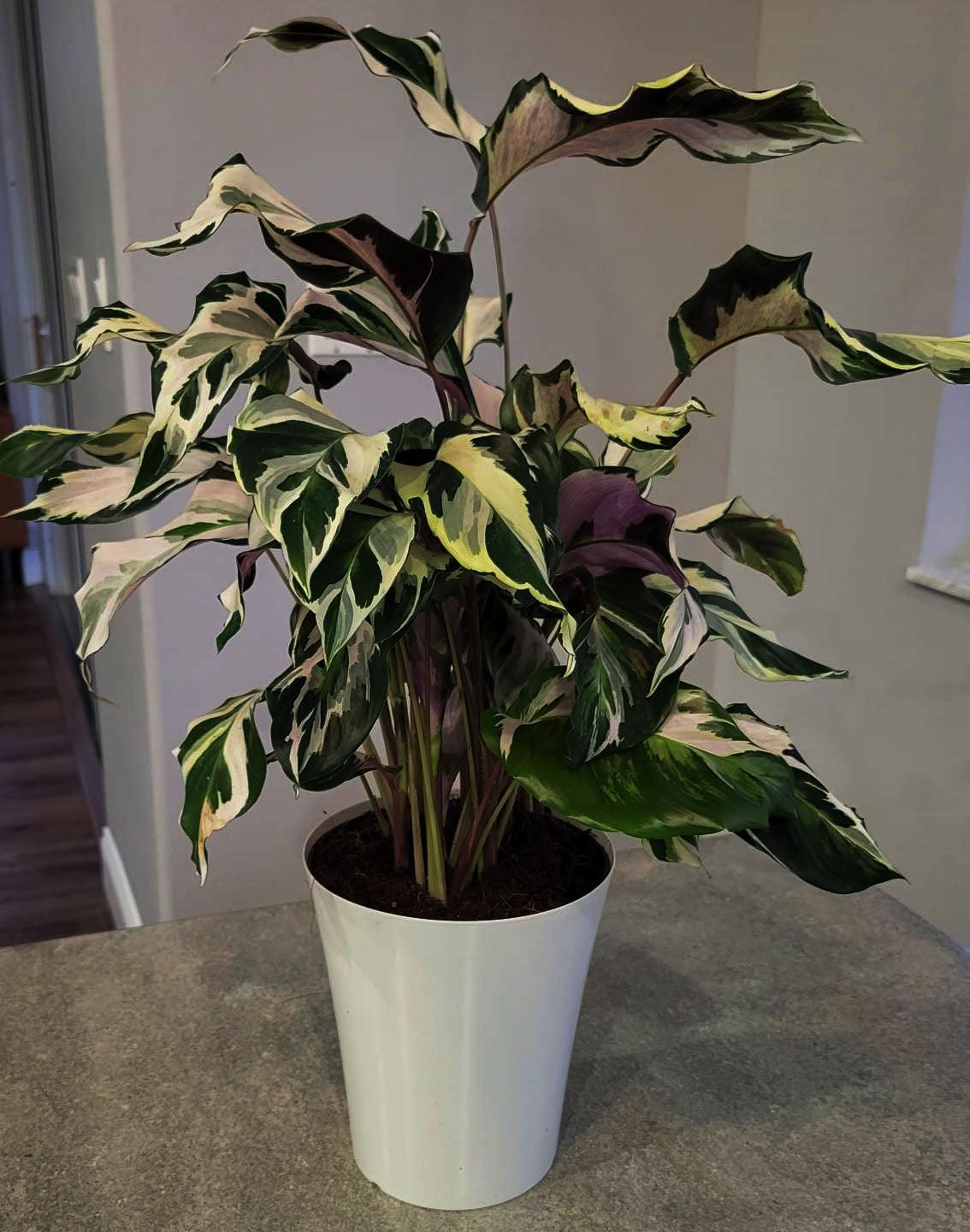 Calathea Stella - View 3 from www redcrocus com