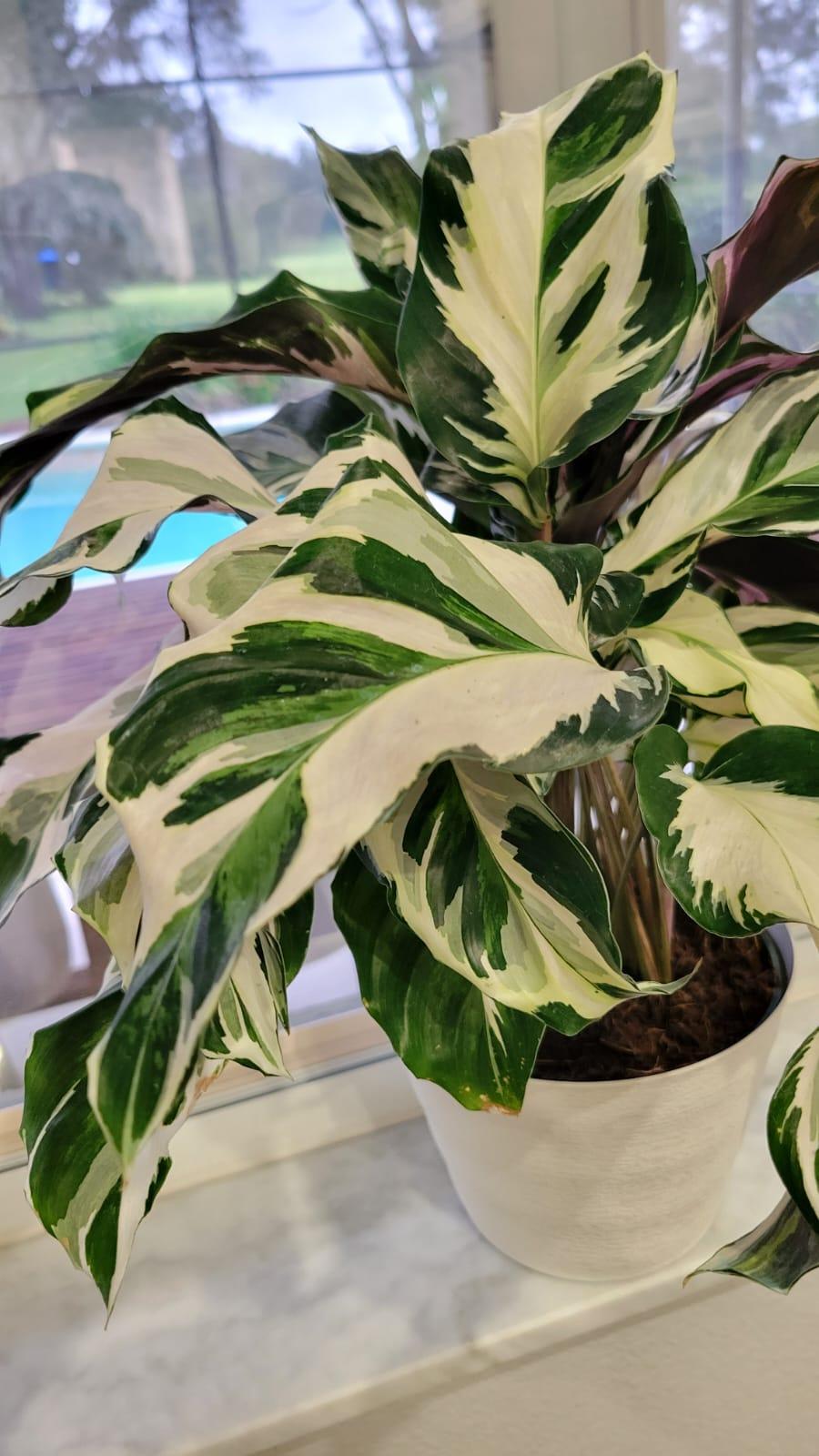 Calathea Stella - View 4 from www redcrocus com