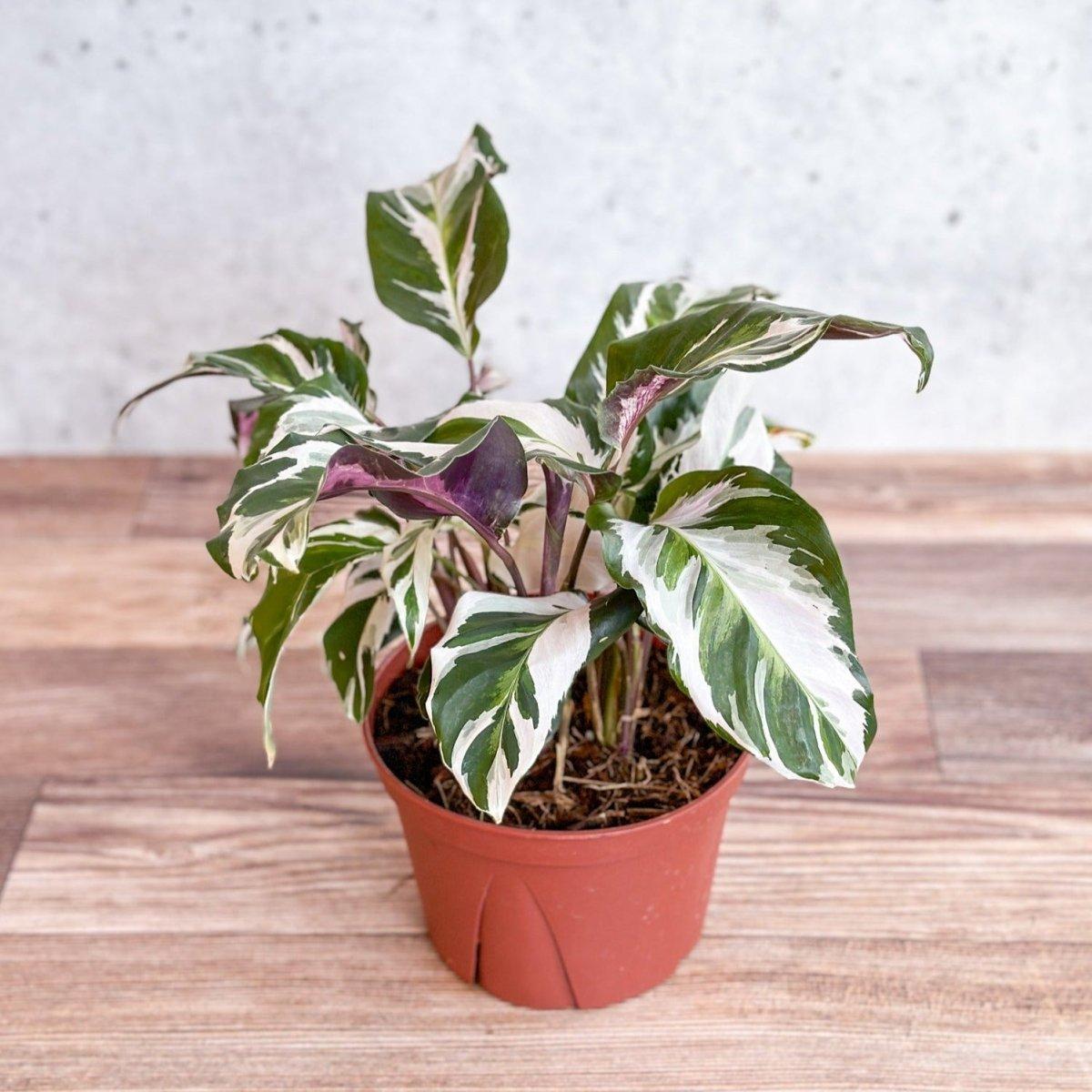 Calathea Stella - View 5 from www redcrocus com